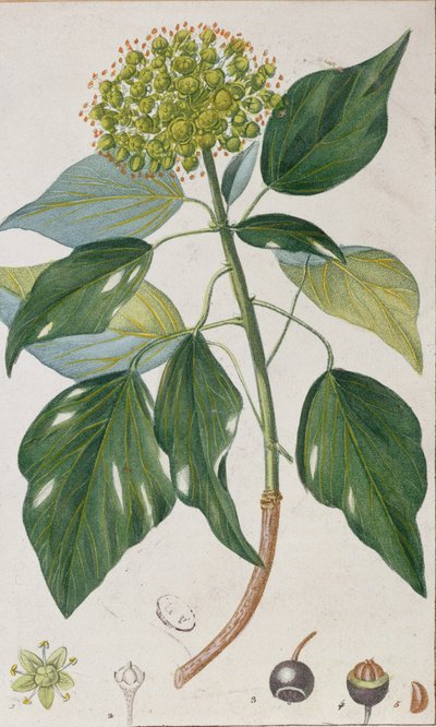 Climbing Ivy, botanical plate, c.1820 by Pierre Jean Francois Turpin